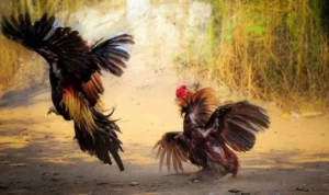 Đá Gà GA28 Tại 88Goals