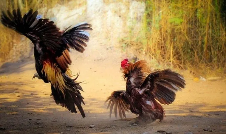 Đá Gà GA28 Tại 88Goals