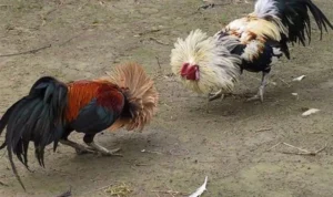 Đá Gà Sabong 88Goals