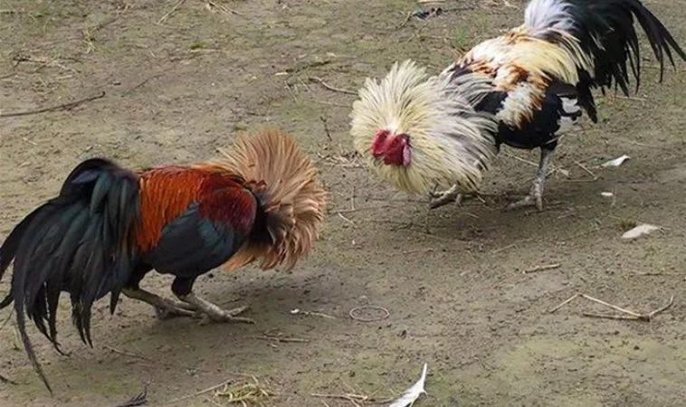 Đá Gà Sabong 88Goals